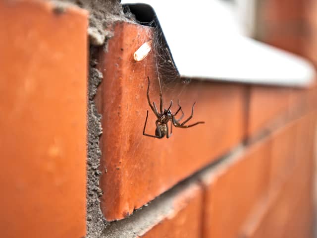 Spider season is here  but is it okay to remove spiders from your home and put them outside?