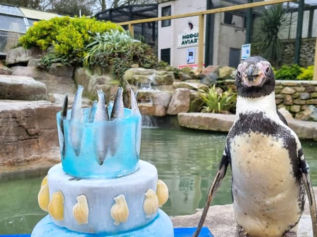 Spneb, BritainÕs oldest penguin, celebrates her 35th birthday with a fish themed cake at Paradise Park, Cornwall (SWNS) 