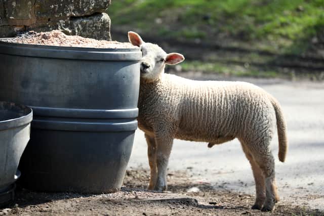 Sheep roaming around a village are accused of wrecking the place