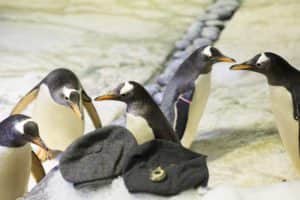 Visit Sea Life Birmingham to see the gang in action! (photo: sea life)
