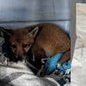 The fox cub was discovered in the village of Langley Moor, Durham in a carrier bag.  Inside there was also a message penned on the back of a paper Greggs bag.