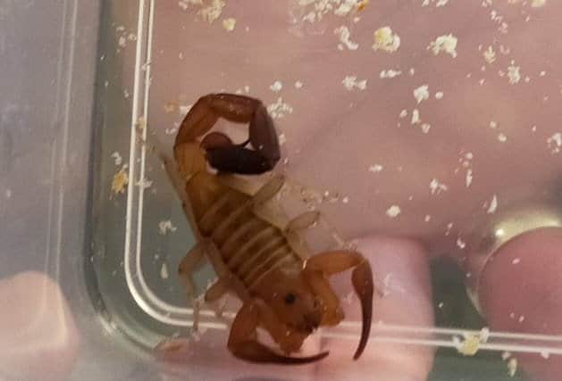 David has since been able to identify the animal, which he has called Brian, as a Cuban Bark Scorpion - capable of a very painful, but non-deadly, sting with its back tail.