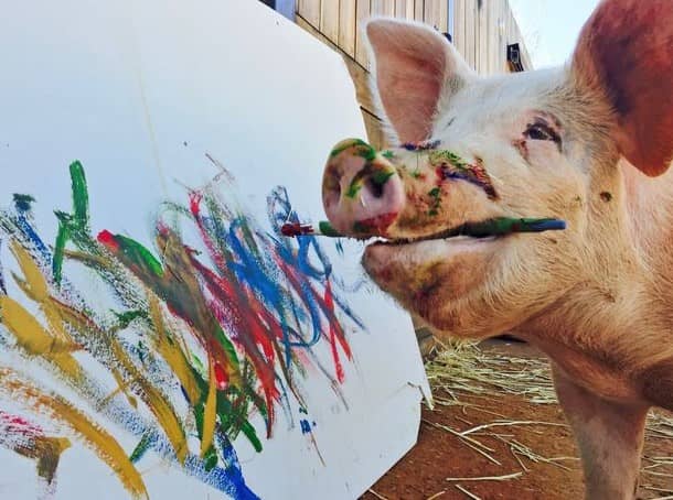 Pigcasso has made over £1 million for her painting masterpieces (Credit: Pigcasso - Joanne Lefson)