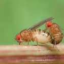Fed up of Fruit Flies? You’re not alone. Fortunately, there are many convenient hacks you can use to get rid of the pests quickly and cost-effectively. 