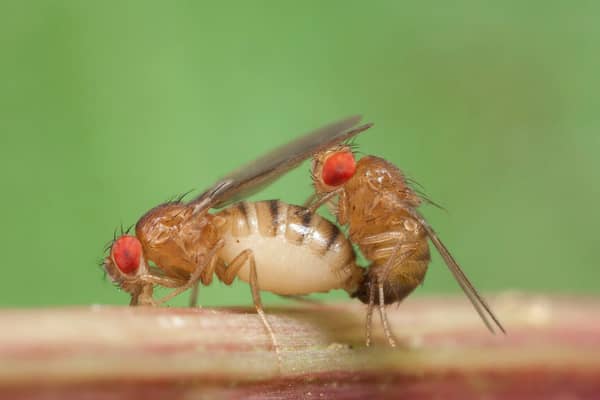 Fed up of Fruit Flies? You’re not alone. Fortunately, there are many convenient hacks you can use to get rid of the pests quickly and cost-effectively. 