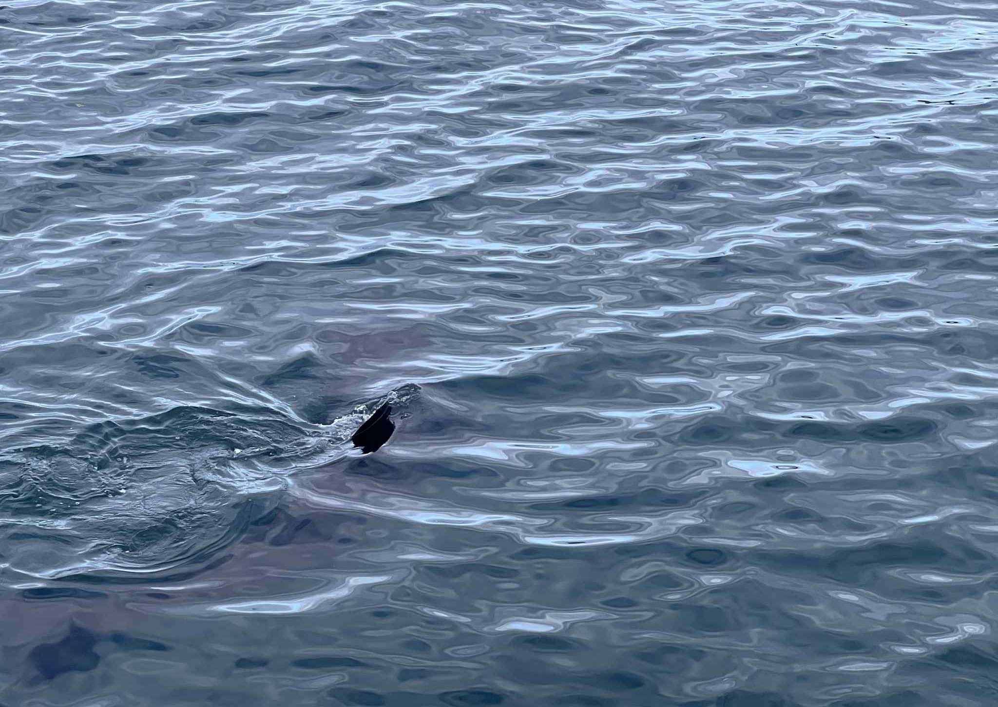Bask In Watch: The incredible moment a 15ft baby basking shark was spotted ...