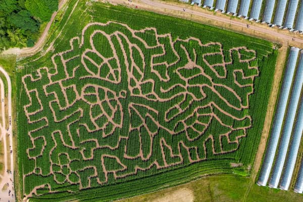 Cairnie Fruit Farm's six-acre bee and flower-shaped Mega Maze.