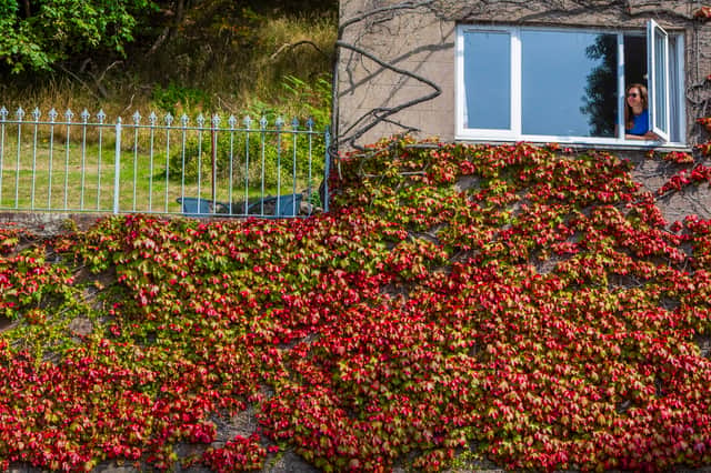 Anna Forster looks out the window at ivy on her wall in North Queensferry which has turned red as 'autumn' comes early to Fife.