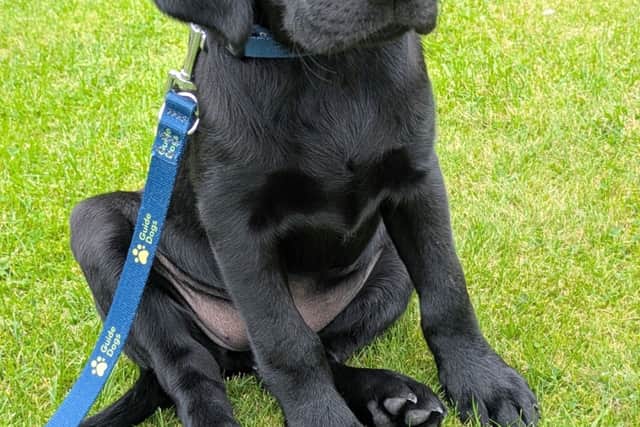 Guide dog puppy Charlie