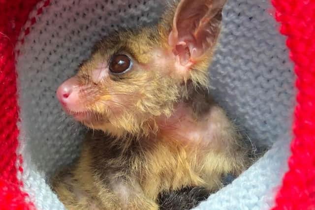 A young kangaroo recovering after being injured in the Australian bush fires
