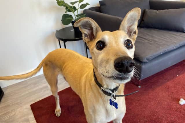 Hi there, I'm Homer.
I'm a tan Lurcher cross (male), approximately 10 years-old.