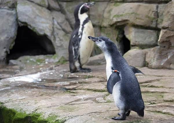 St Andrews Aquarium owner John Mace said it is “struggling to survive”. Pic: Graeme Hart.