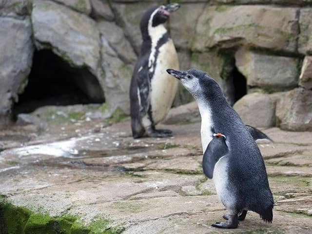St Andrews Aquarium owner John Mace said it is “struggling to survive”. Pic: Graeme Hart.