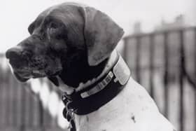 Heoric hound...Judy helped to keep up morale in a Japanese POW camp and saved countless lives.