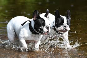 Two French Bull Dogs cool down in the White Cart Water, Glasgow.
 Photo: John Devlin