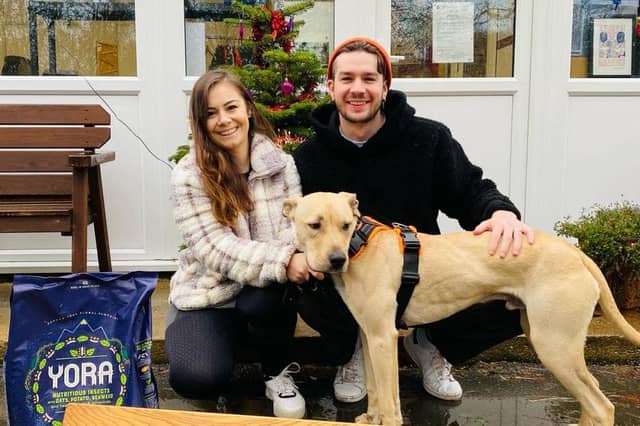 Animals in Need rehomed 19 dogs in two months last year