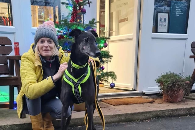 Cain joined us from Ireland, where was a racing greyhound. Soon after arriving with us he found himself a perfect home with his mum, who has lots of experience with greyhounds.