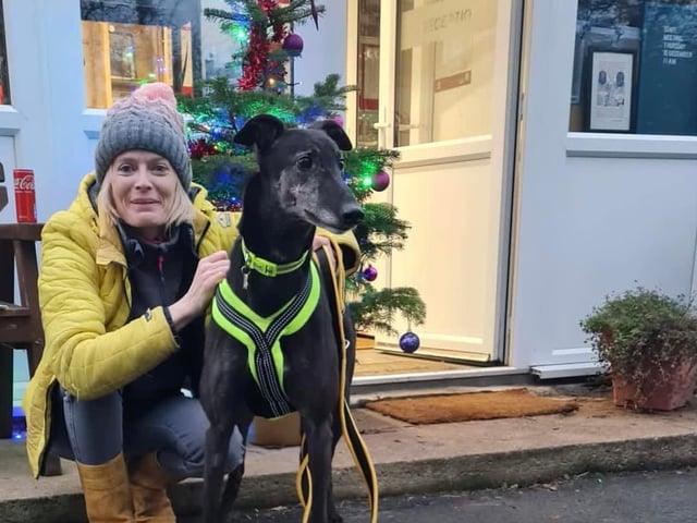 Cain joined us from Ireland, where was a racing greyhound. Soon after arriving with us he found himself a perfect home with his mum, who has lots of experience with greyhounds.