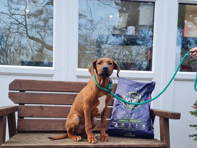Cooper is a Doberman and was also part of Hector's litter. He was a little more outgoing than his sibling, and was offered his forever home with an experienced family almost straight away.