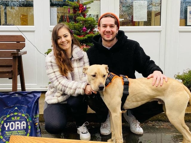 Crystal joined us from the pound. This sweet girl was only with us a month before she found her forever home. She is a Lurcher.