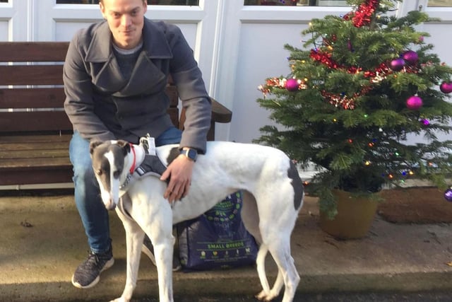 This lovely young lad was with us a short time before his new experienced dad came along and adopted him. He is a Greyhound.