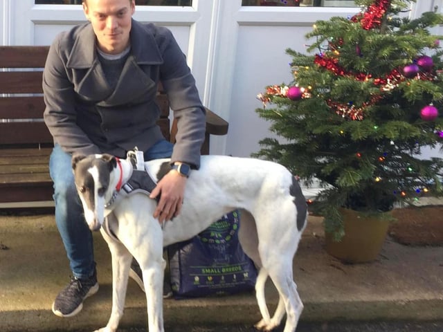 This lovely young lad was with us a short time before his new experienced dad came along and adopted him. He is a Greyhound.