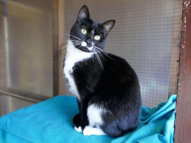 Sky is looking for a calm quiet household where she can get to know you in her own time and show you how sweet she can be. SUS-221103-113652001