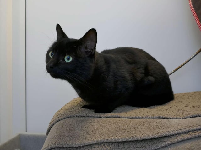 Dante is a very confidant chap who loves attention. He is looking for someone to share his love with. He would need an adult only home with access to a garden and no other pets. SUS-221103-113702001