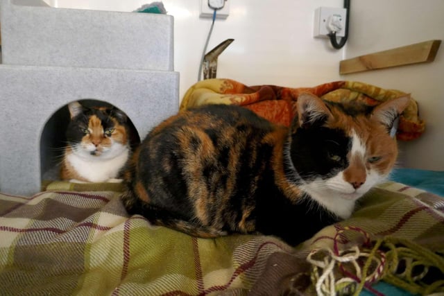 Flossy and Dinky - Dinky is looking for a home with her loving friend Flossy. They would like to be the only cats in the home. They could potentially live with a calm family and would like a garden. SUS-221103-113712001