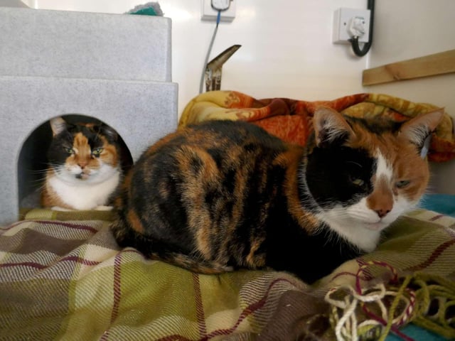 Flossy and Dinky - Dinky is looking for a home with her loving friend Flossy. They would like to be the only cats in the home. They could potentially live with a calm family and would like a garden. SUS-221103-113712001