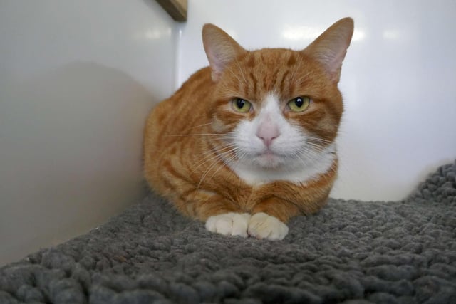 Doodle is a very sweet gentleman. He can be a little reserved at first but will start to purr when he gets to know you and his surroundings. Doodle is looking for an adult only home with a garden and no other pets. SUS-221103-113723001