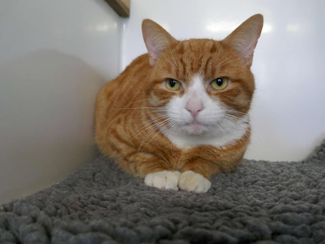 Doodle is a very sweet gentleman. He can be a little reserved at first but will start to purr when he gets to know you and his surroundings. Doodle is looking for an adult only home with a garden and no other pets. SUS-221103-113723001