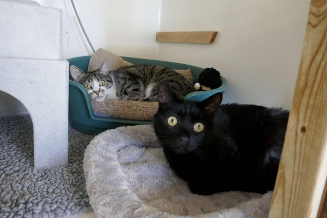Hamish and Hector - Hector is a shy boy who takes time to gain your trust. Hamish is a loving boy who enjoys a fuss. They are looking for a home together with garden access. SUS-221103-113733001