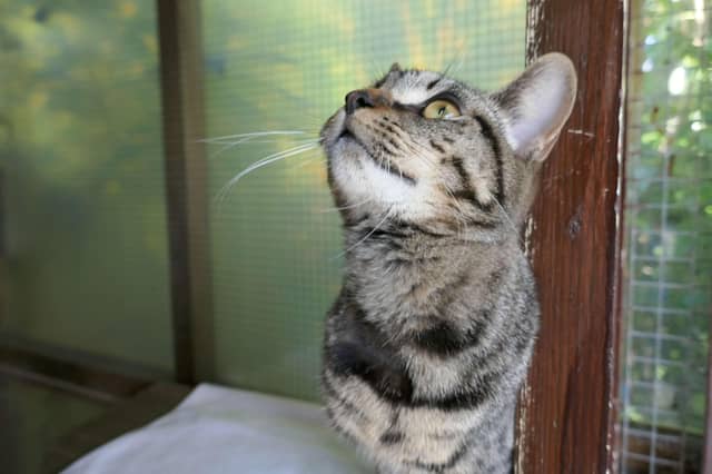 Mel is a very sweet young male looking for a family home where he can be centre of attention as he loves his strokes. He would benefit from a garden to roam in. SUS-221103-113803001