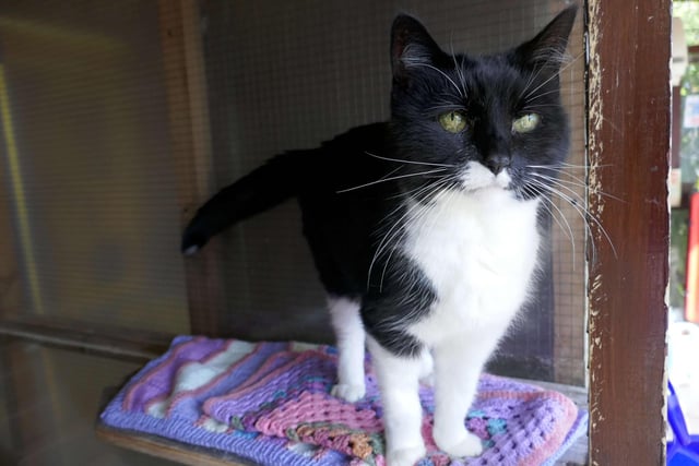 Pickle is very friendly and loves attention. She is looking for an adult only home with a garden she can wander in once fully settled. SUS-221103-113813001