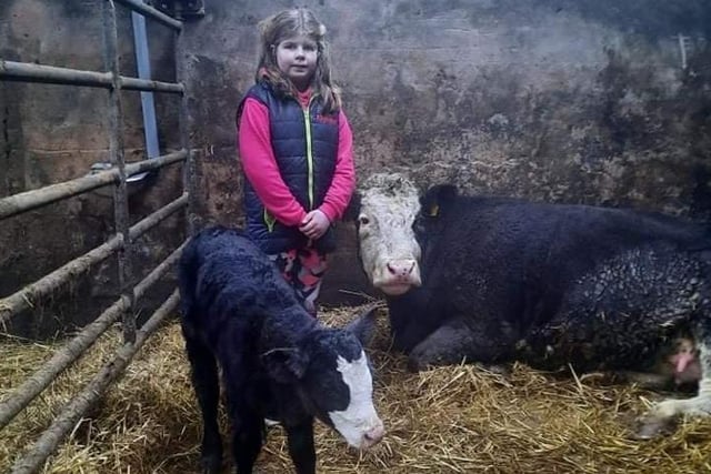 Annalisa MC atasney pictured with her cow that calved on Christmas Day.