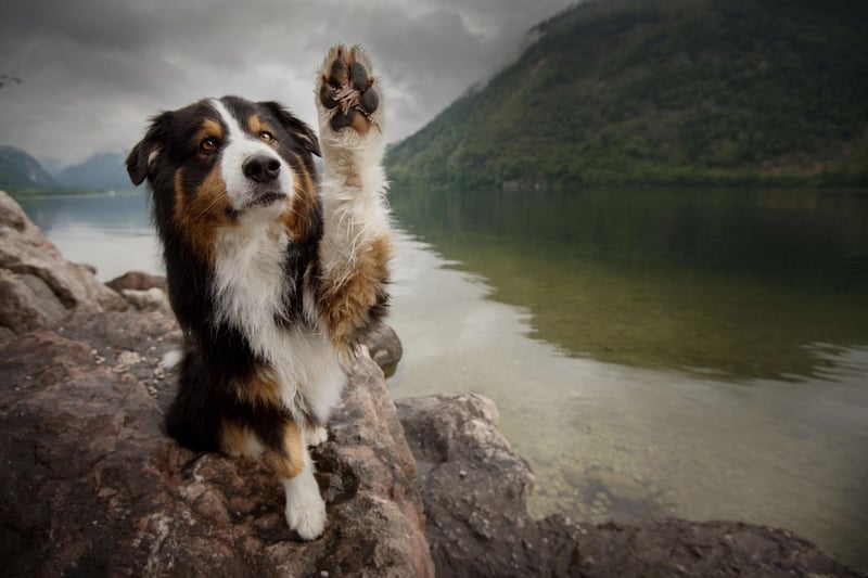 A combination of intelligence and eagerness to please means the Australian Shepherd will quickly get to grips with popping outside.