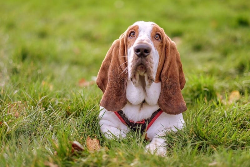 It takes serious amounts of energy to be aggressive - reserves that the notoriously lazy Basset Hound will be loath to dip into unless really needed.