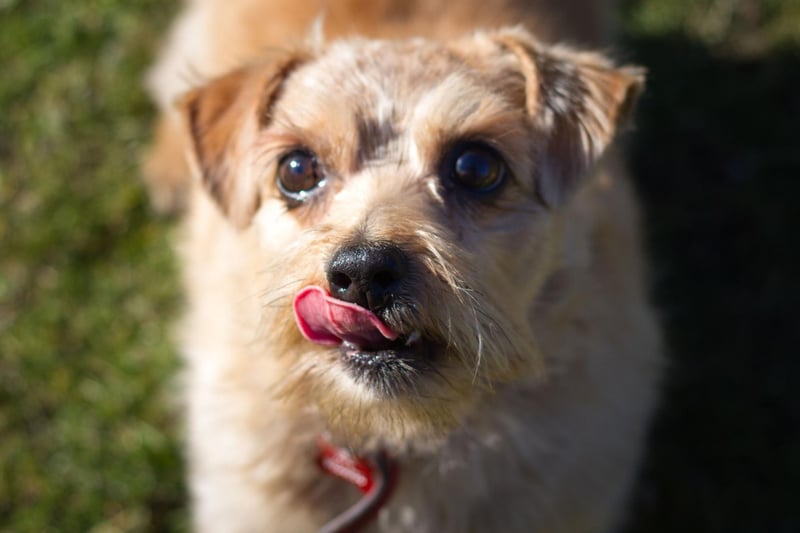 Only recognised as a distinct breed in 1964, the Norfolk Terrier is becoming increasingly popular - with 490 registrations in 2021 compared with 358 the year before.