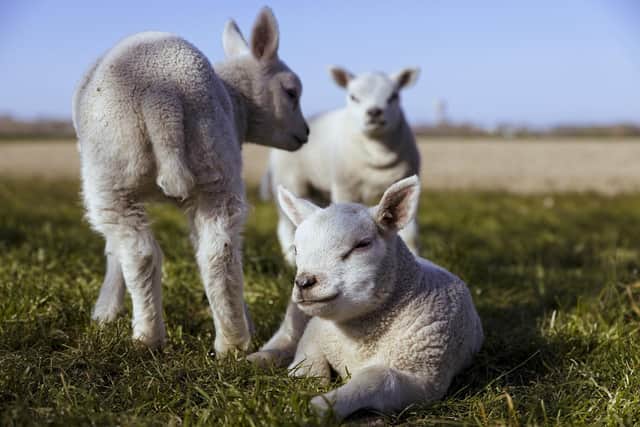 The lambs were attacked in a farm on  Monday