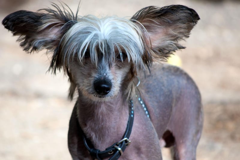 The Chinese Crested is a great dog for allergy sufferers due to their lack of hair. They are also tremendously psychologically sensitive, easily developing abandonment issues if you are constantly popping out without your canine friend.