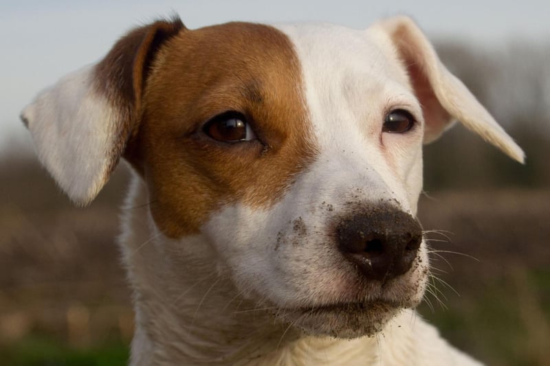 The Jack Russell Terrier was the longest living breed that the study looked at - with an average age of 12.72 years.