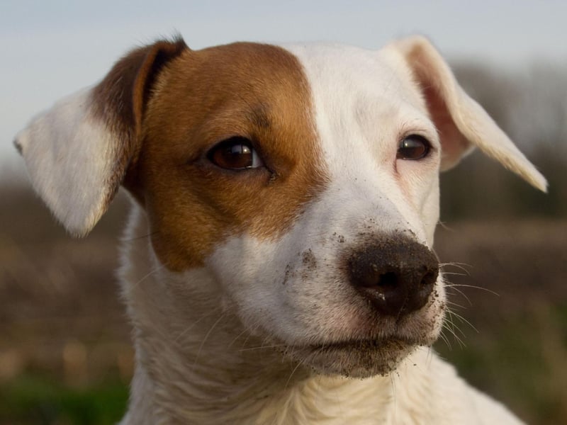 The Jack Russell Terrier was the longest living breed that the study looked at - with an average age of 12.72 years.