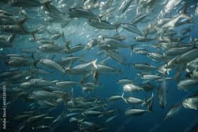 Thousands of fish are dying due to the low oxygen levels in the water. Phot: Adobe