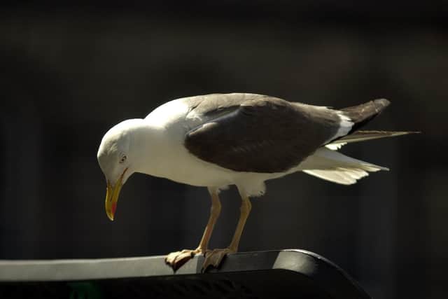 Calls have been made for Fife Council to treat seagulls in the same way as other pests such as rats, mice and wasps.