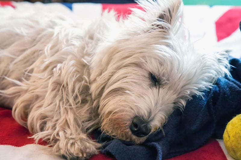 West Highland Terriers are great companion pet that combine small stature with a big lyal personality. A couple of 15 minute walks each day will give them all the excercise they need and they are very easy to train.