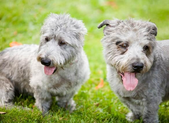 Although they remain a relatively rare dog, the Glen of Imaal Terrier saw its popularity soar by 130 per cent increase in the last year, with registrations rising from 14 in 2020 to 41 in 2021.