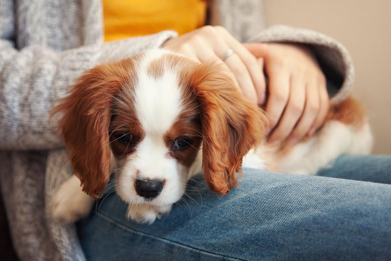 Named after King Charles II, the Cavalier King Charles Spaniel has been one of the most popular breeds of lapdog since the 17th century, with a silky coat that's perfect for patting.