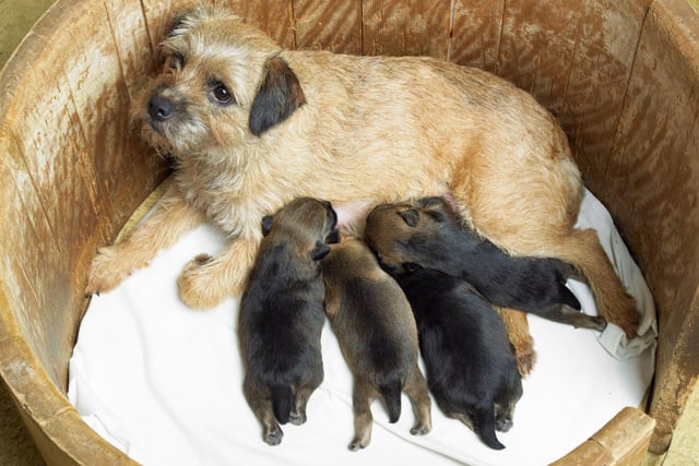 The Border Terrier was only recognised by the UK Kennel Club in 1920 - fully eight years after the first registration of the breed under the 'Any Other Variety' category. The first Border Terrier ever registered was called The Moss Trooper.