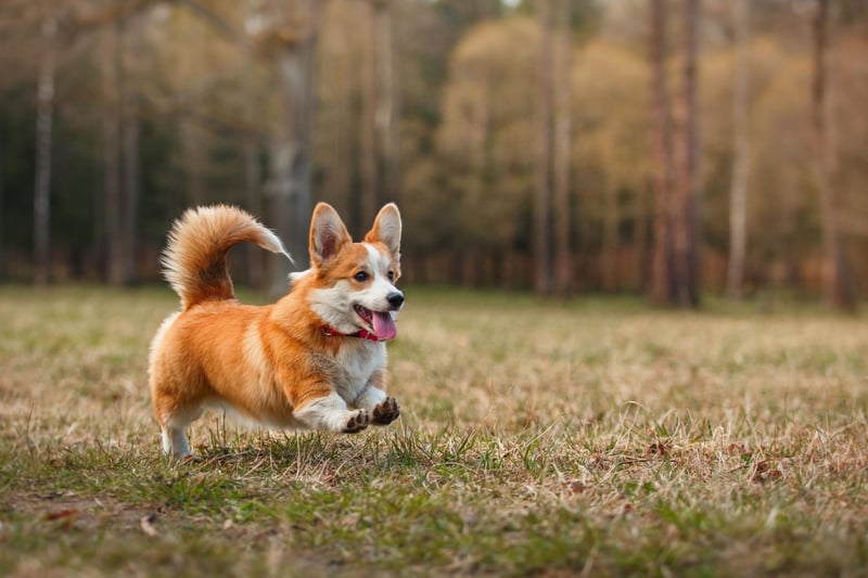 No Welsh Corgi has ever been awarded Best in Show in the history of Crufts. One came close though - in 1955 the reserve Best in Show was a Pembroke Welsh Corgi called Kaytop Maracas Mint.